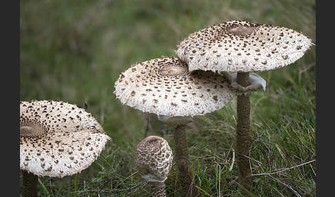 Parasol (Macrolepiota procera)