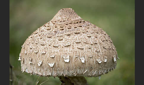 Parasol (Macrolepiota procera)