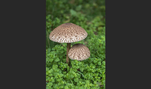 Parasol (Macrolepiota procera)