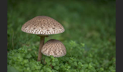 Parasol (Macrolepiota procera)