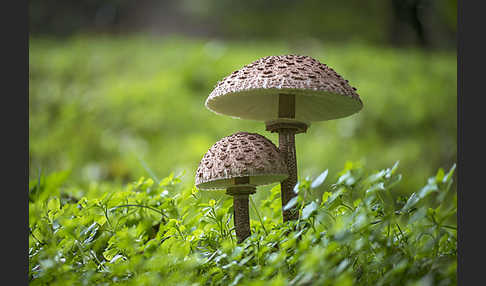 Parasol (Macrolepiota procera)