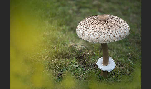 Parasol (Macrolepiota procera)