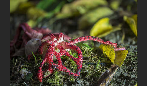 Tintenfischpilz (Clathrus archeri)