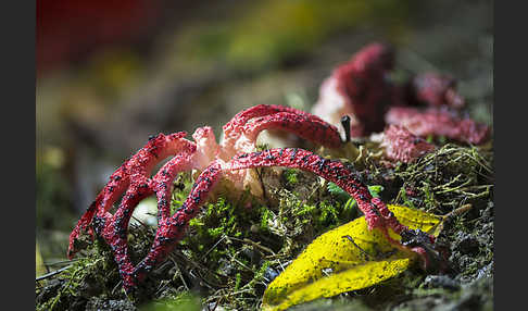 Tintenfischpilz (Clathrus archeri)