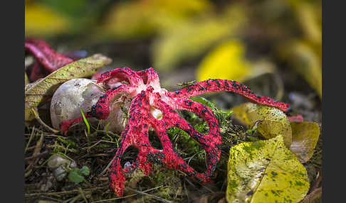 Tintenfischpilz (Clathrus archeri)