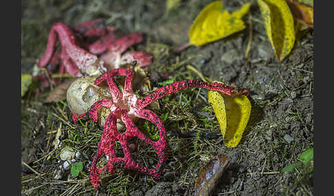 Tintenfischpilz (Clathrus archeri)