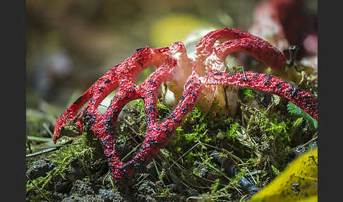 Tintenfischpilz (Clathrus archeri)