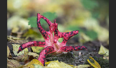 Tintenfischpilz (Clathrus archeri)