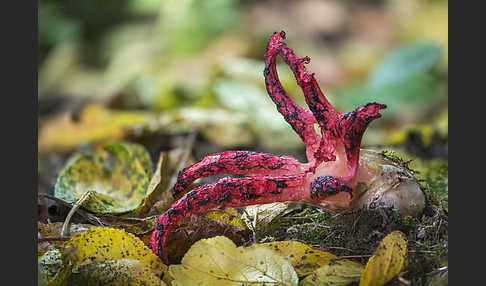 Tintenfischpilz (Clathrus archeri)