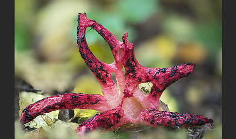 Tintenfischpilz (Clathrus archeri)