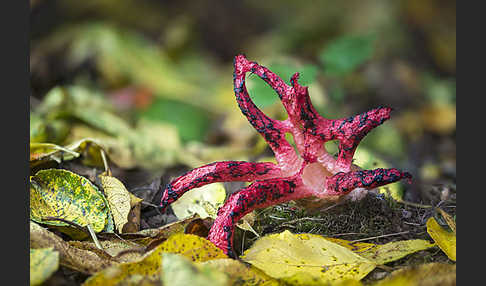 Tintenfischpilz (Clathrus archeri)