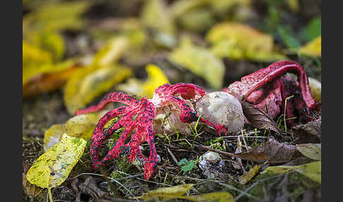 Tintenfischpilz (Clathrus archeri)