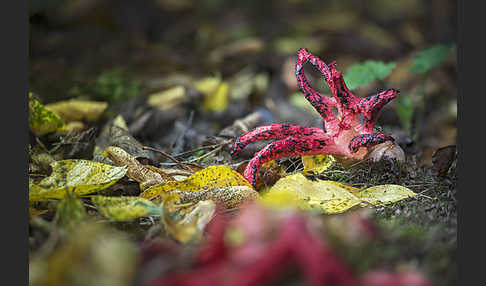 Tintenfischpilz (Clathrus archeri)