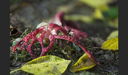 Tintenfischpilz (Clathrus archeri)