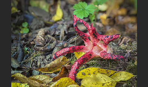 Tintenfischpilz (Clathrus archeri)