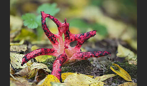 Tintenfischpilz (Clathrus archeri)