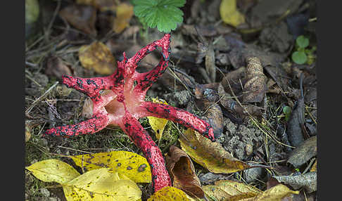 Tintenfischpilz (Clathrus archeri)