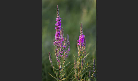 Blut-Weiderich (Lythrum salicaria)