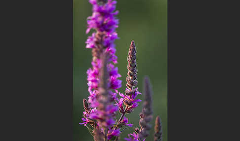 Blut-Weiderich (Lythrum salicaria)