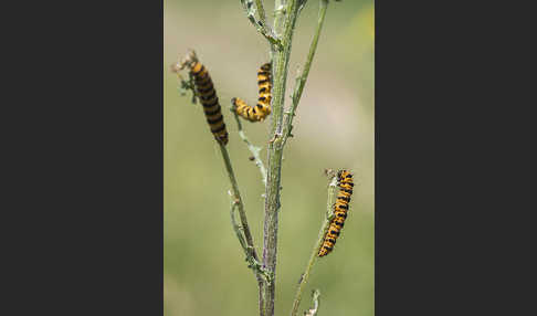 Jakobskrautbär (Tyria jacobaeae)