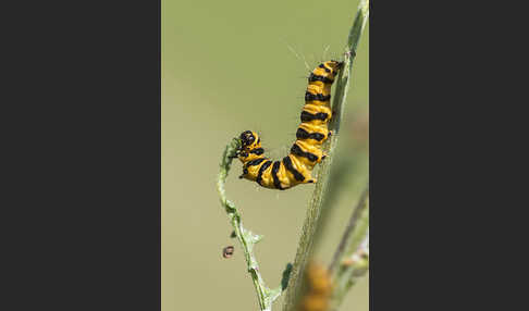 Jakobskrautbär (Tyria jacobaeae)