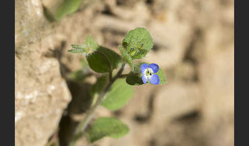 Glanzloser Ehrenpreis (Veronica opaca)