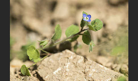 Glanzloser Ehrenpreis (Veronica opaca)