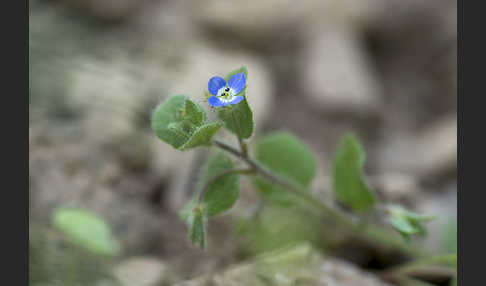 Glanzloser Ehrenpreis (Veronica opaca)