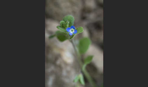 Glanzloser Ehrenpreis (Veronica opaca)