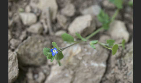 Glanzloser Ehrenpreis (Veronica opaca)