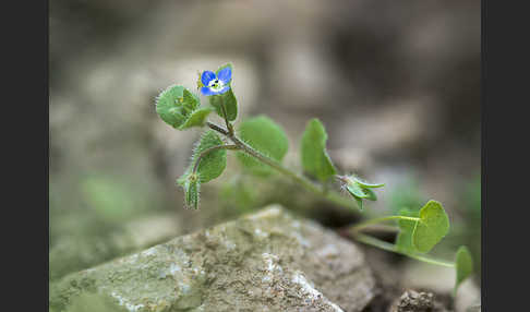 Glanzloser Ehrenpreis (Veronica opaca)