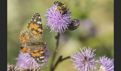 Distelfalter (Cynthia cardui)