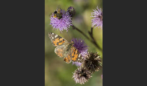 Distelfalter (Cynthia cardui)