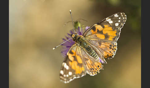 Distelfalter (Cynthia cardui)