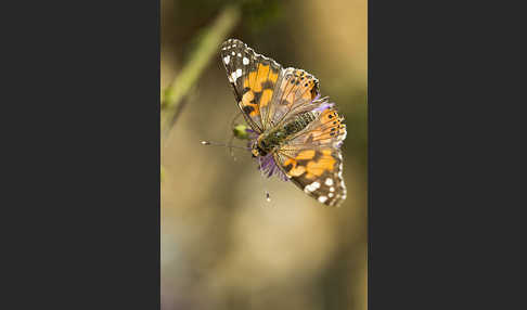 Distelfalter (Cynthia cardui)