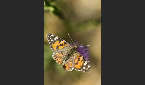 Distelfalter (Cynthia cardui)