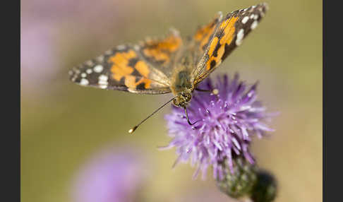 Distelfalter (Cynthia cardui)