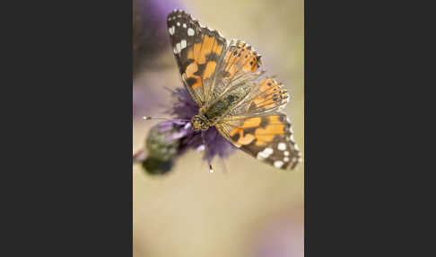 Distelfalter (Cynthia cardui)