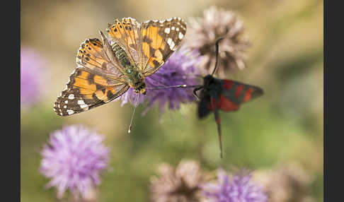 Distelfalter (Cynthia cardui)