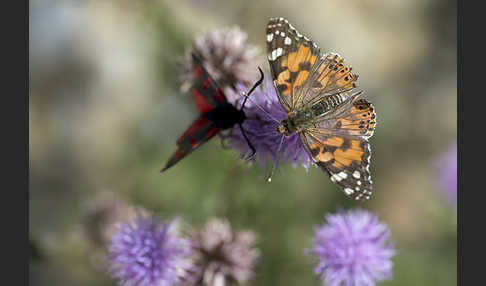 Distelfalter (Cynthia cardui)