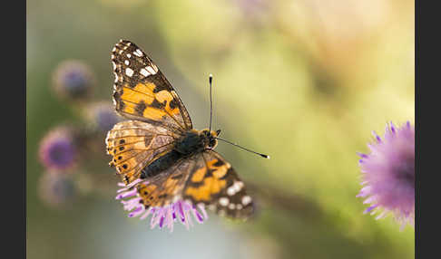 Distelfalter (Cynthia cardui)