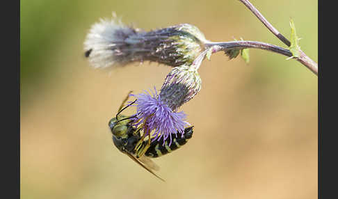 Kreiselwespe (Bembix rostrata)