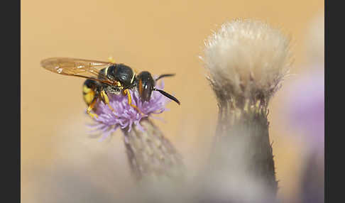 Bienenwolf (Philanthus triangulum)