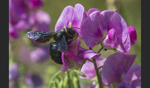 Große Holzbiene (Xylocopa violacea)