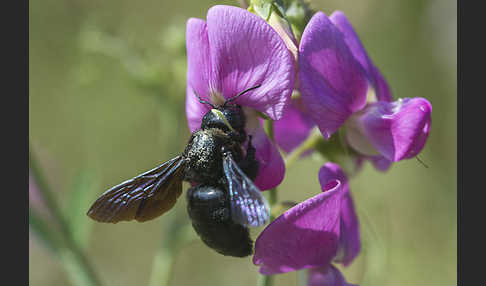 Große Holzbiene (Xylocopa violacea)