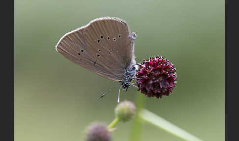 Dunkler Wiesenknopf-Ameisenbläuling (Glaucopsyche nausithous)