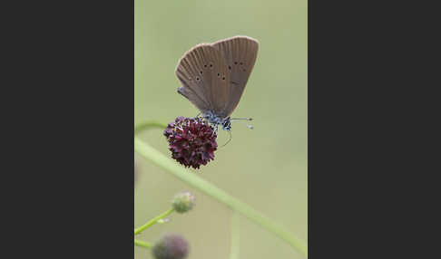 Dunkler Wiesenknopf-Ameisenbläuling (Glaucopsyche nausithous)