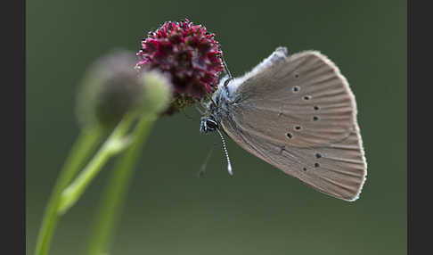 Dunkler Wiesenknopf-Ameisenbläuling (Glaucopsyche nausithous)