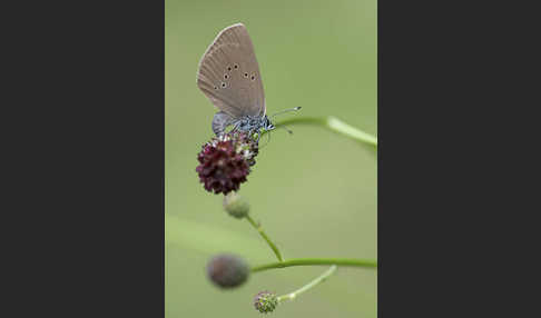 Dunkler Wiesenknopf-Ameisenbläuling (Glaucopsyche nausithous)