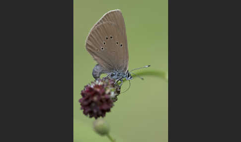 Dunkler Wiesenknopf-Ameisenbläuling (Glaucopsyche nausithous)